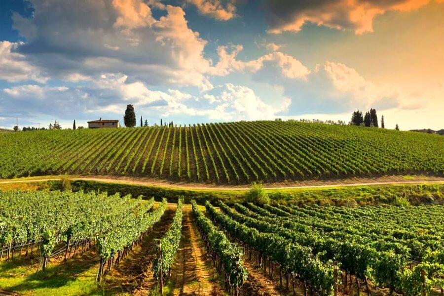 Rolling vineyards in Tuscany, Italy